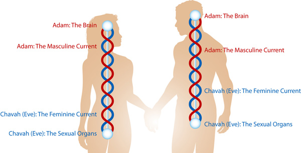 adam-a-eva